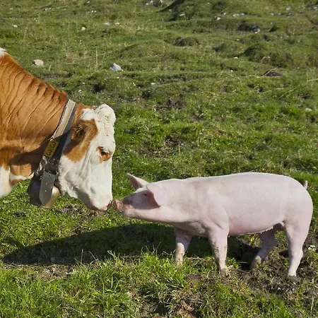 公寓 Kofler Ferienwohnungen,zimmer 毛拉赫